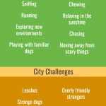 Natural dog behaviors and city challenges